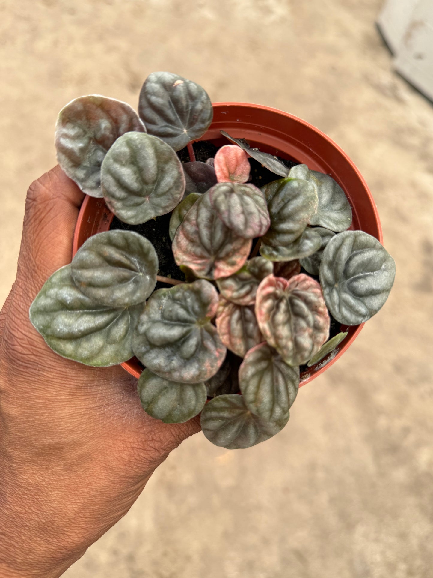 Peperomia Abrico
