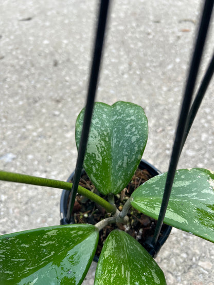Hoya kerrii Splash