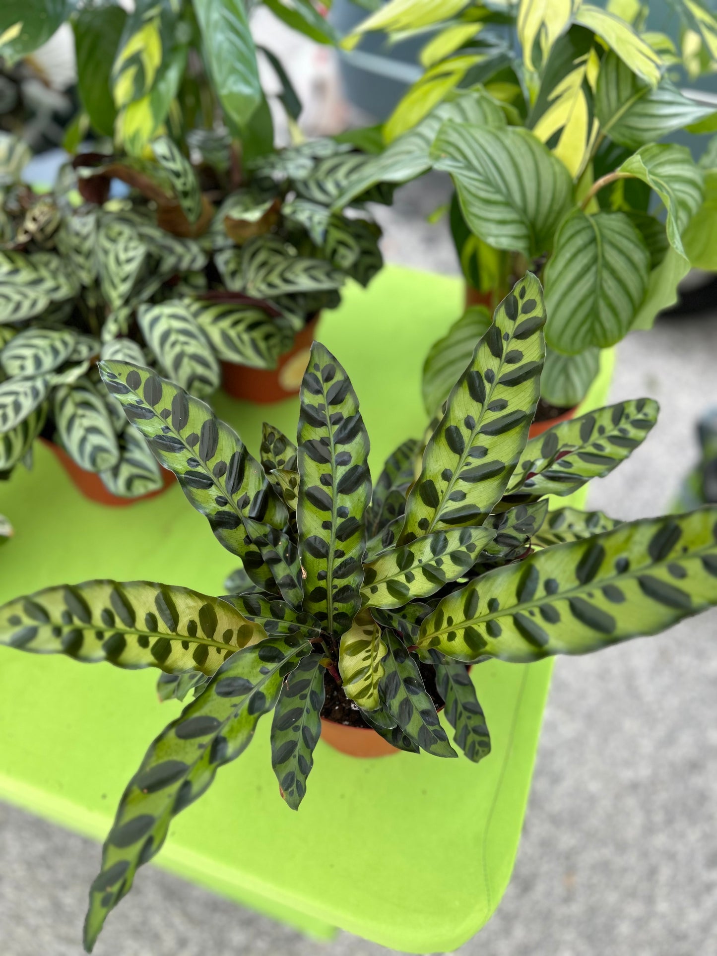 Calathea Lancifolia "Rattlesnake"