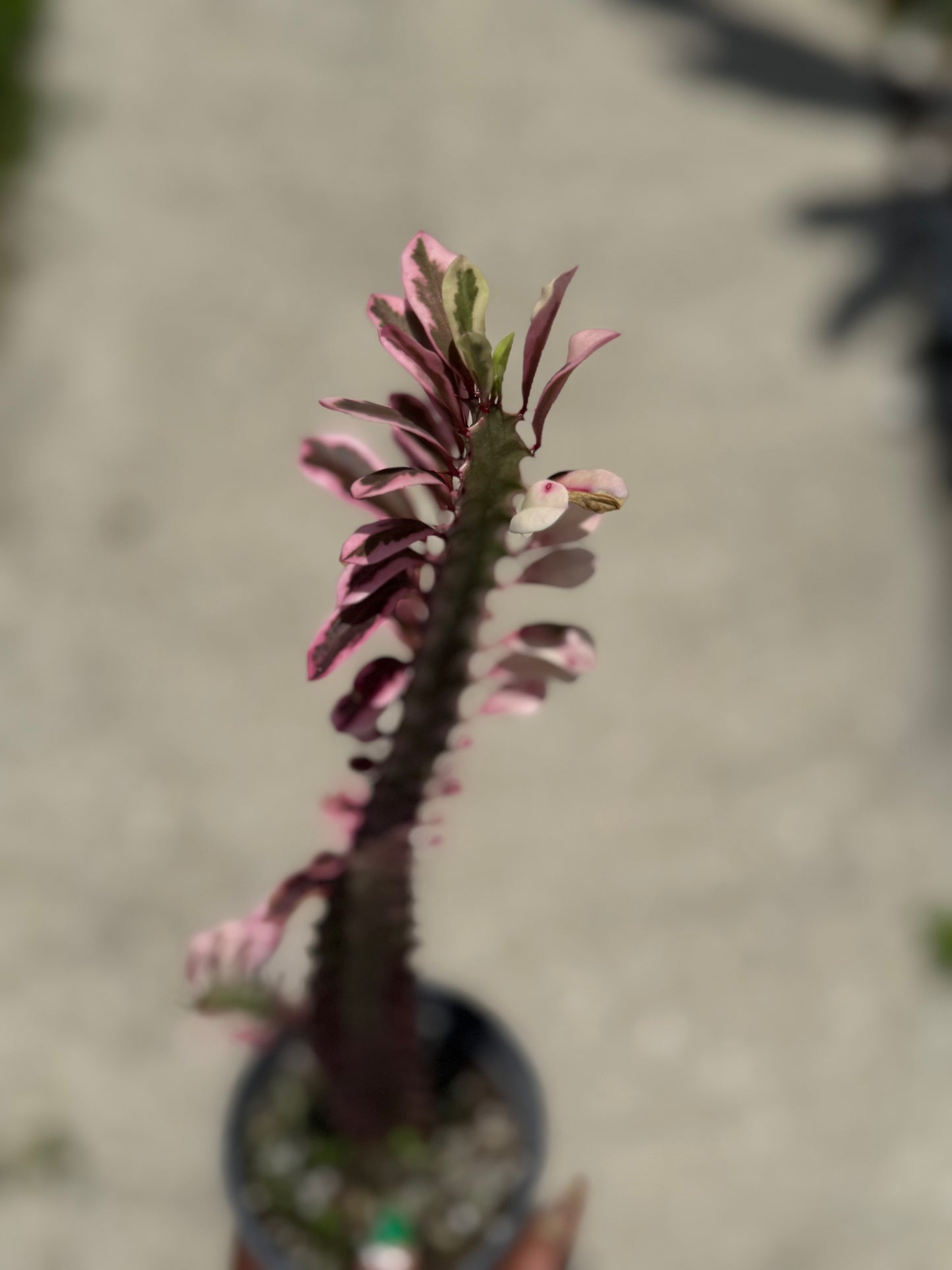 Euphorbia 'Trigona Royal Red'