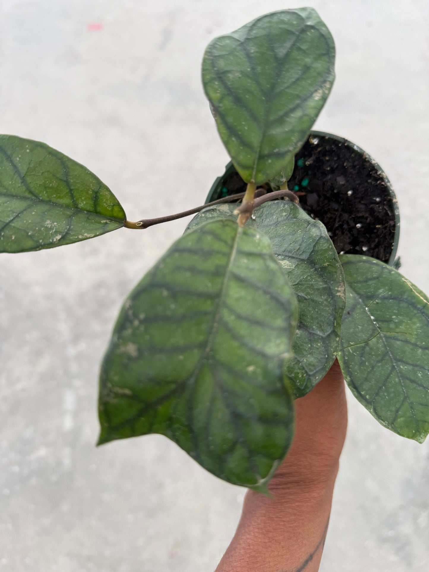 Hoya Callistophylla Vena