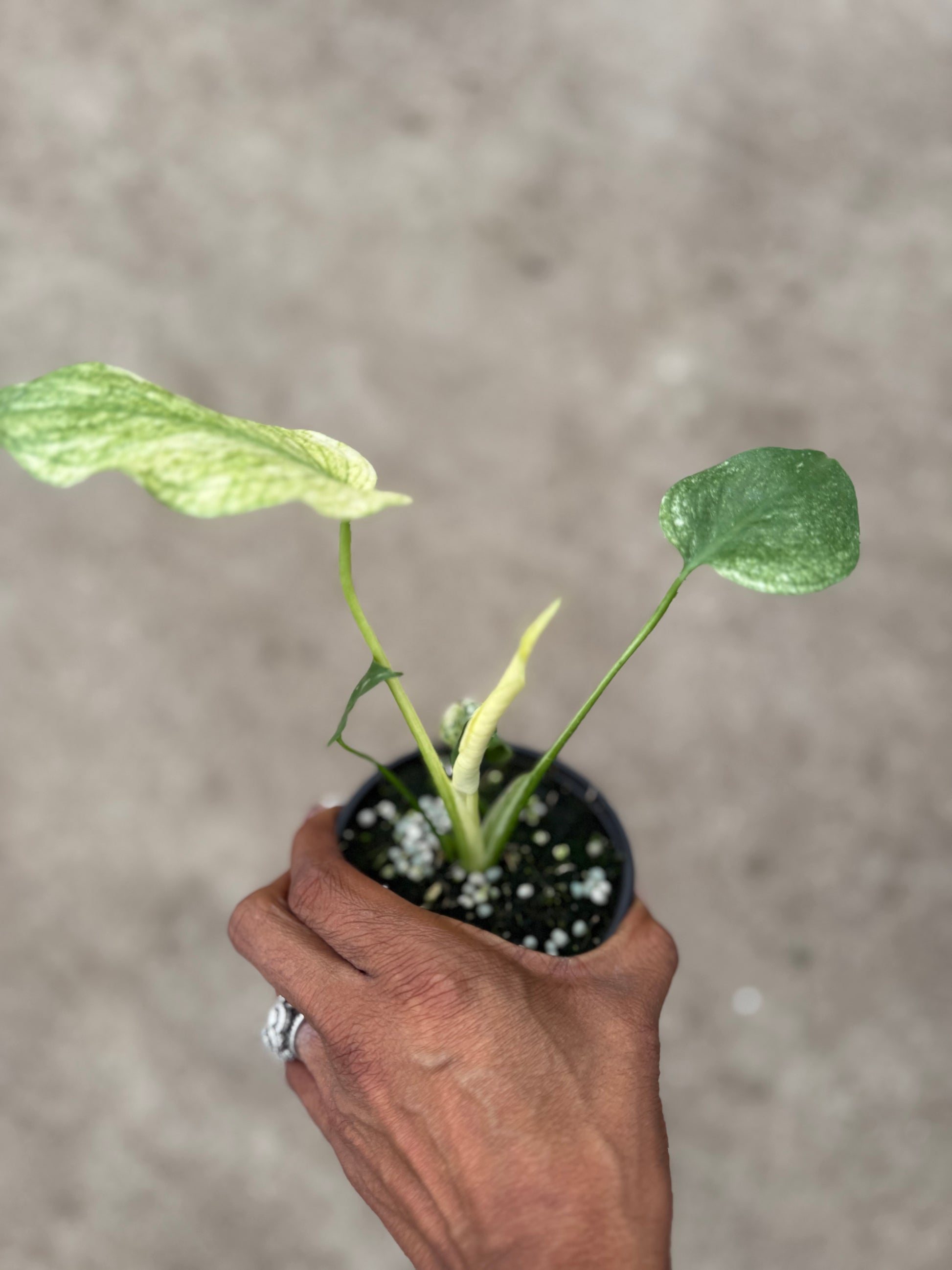 monstera seedling Monstera White Monster – Prop & Grow Plant Shop