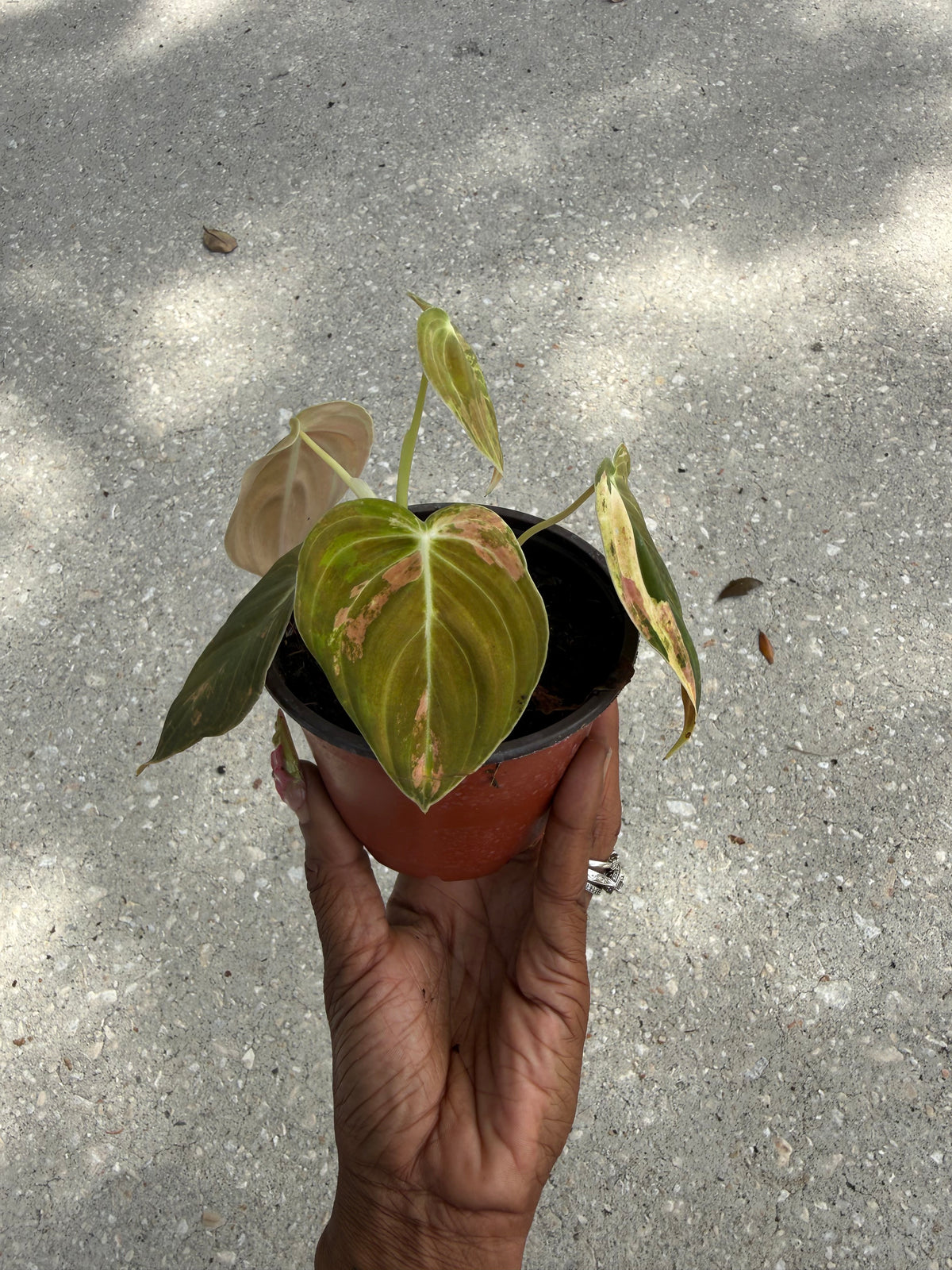 Philodendron melanochrysum orange variegated