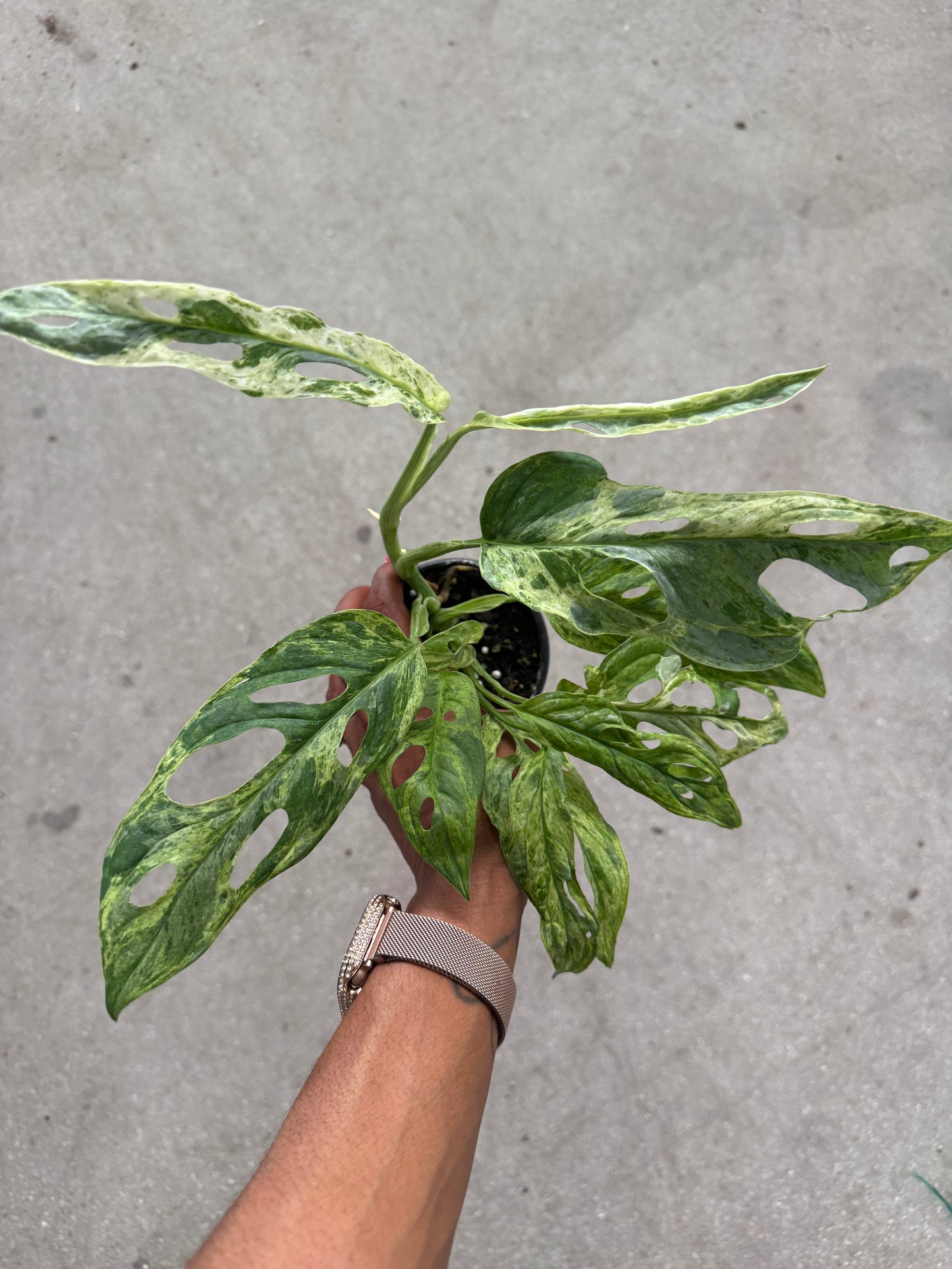 Monstera Adansonii Giant Variegated