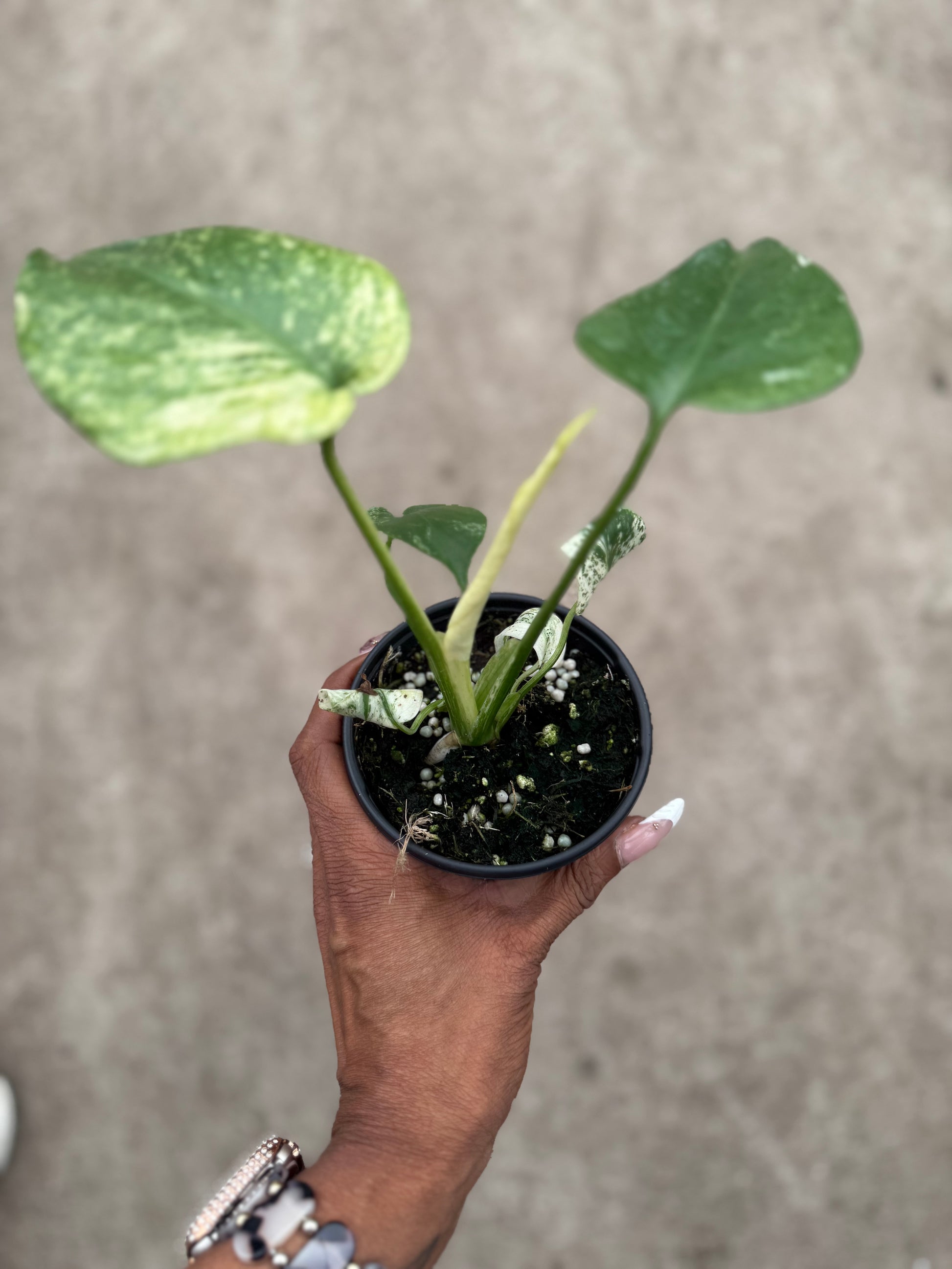 monstera seedling Monstera White Monster – Prop & Grow Plant Shop