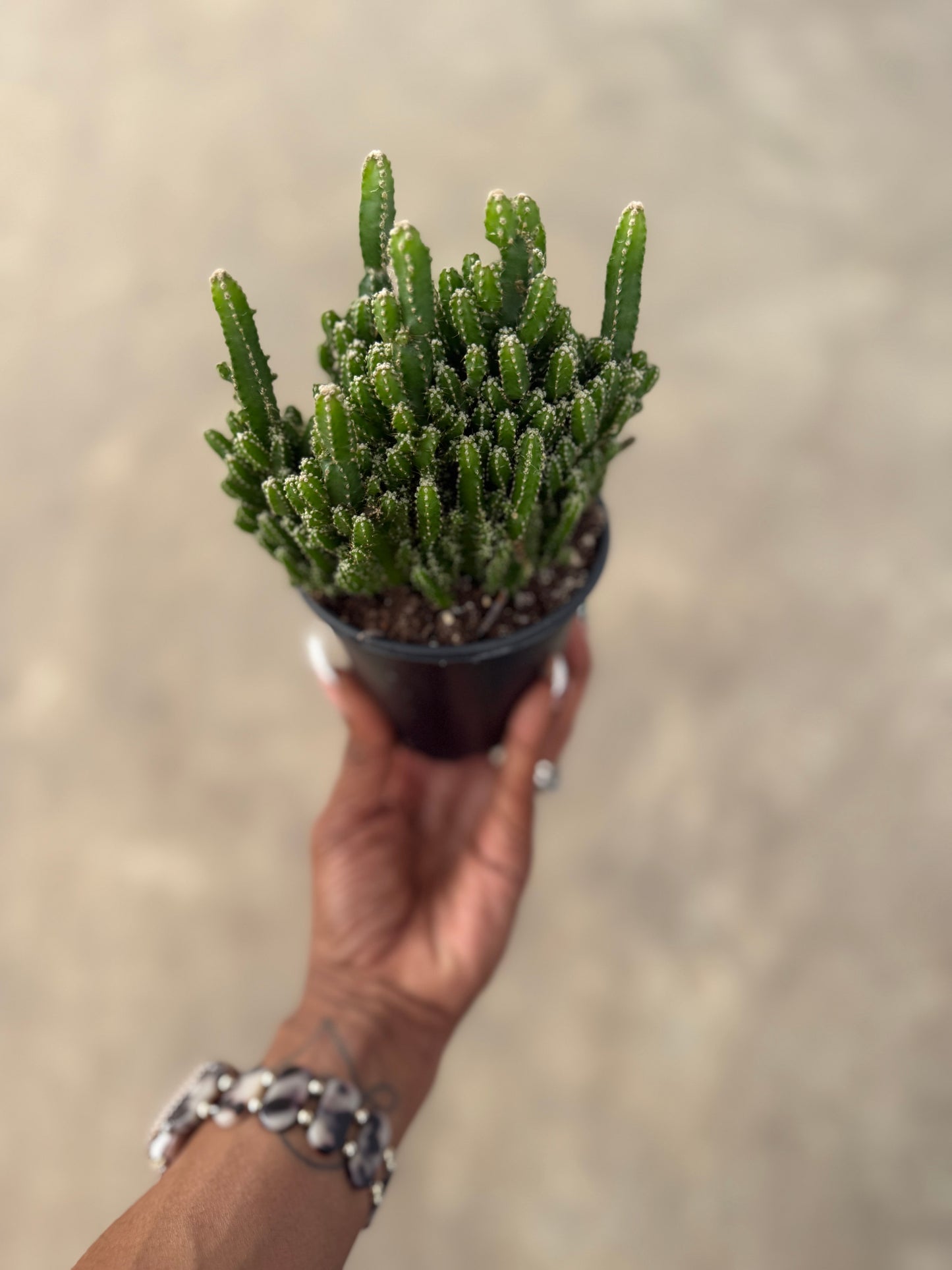 Acanthocereus Tetragonus 'Fairy Castle Cactus'