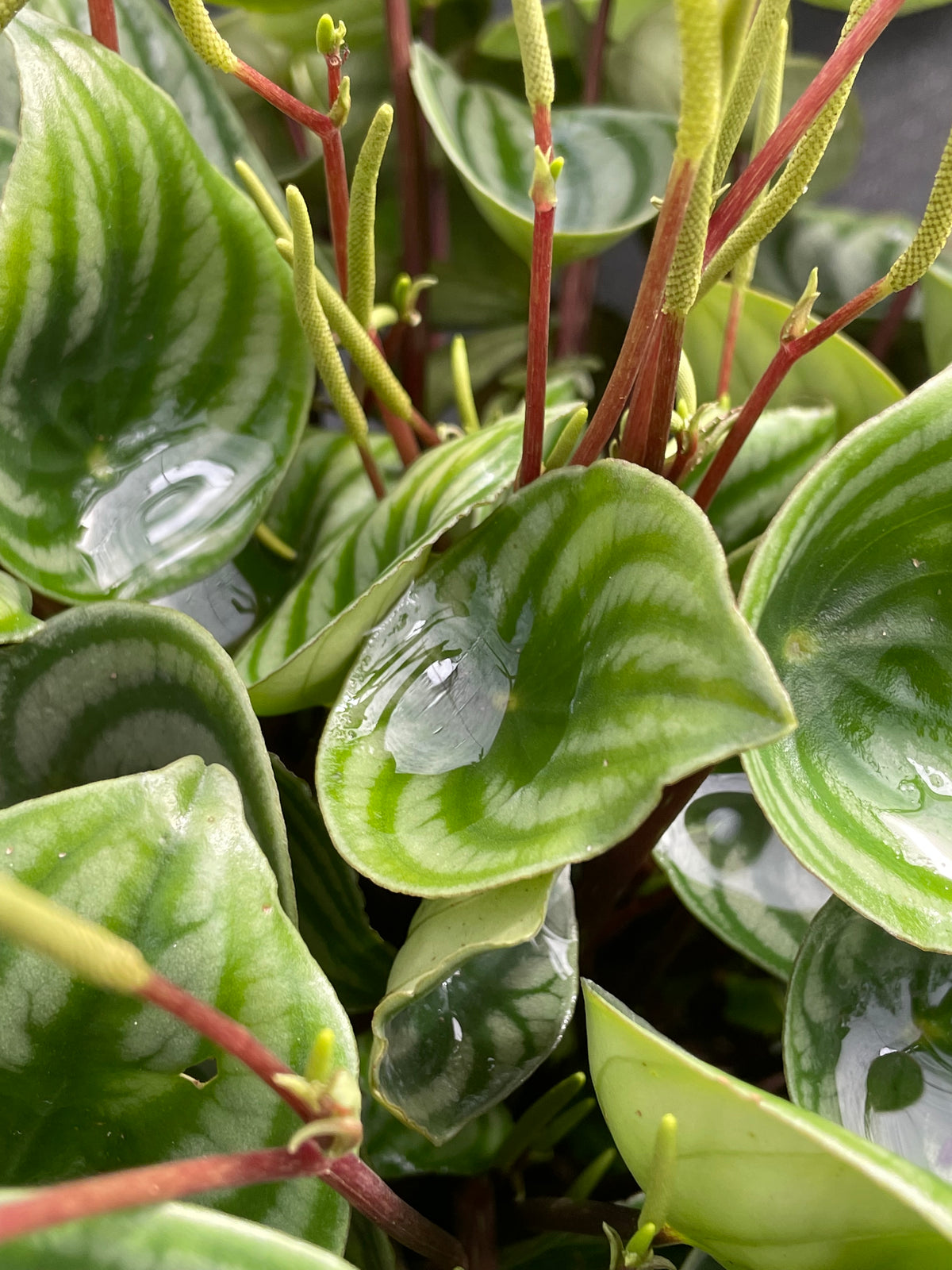 Prop & Grow Plant Shop – Prop & Grow Plant Shop