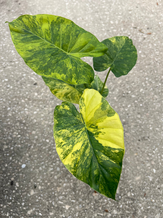 Alocasia Gageana Aurea