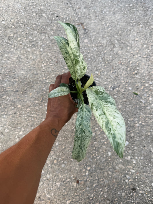 Epipremnum Giganteum Marble Variegated