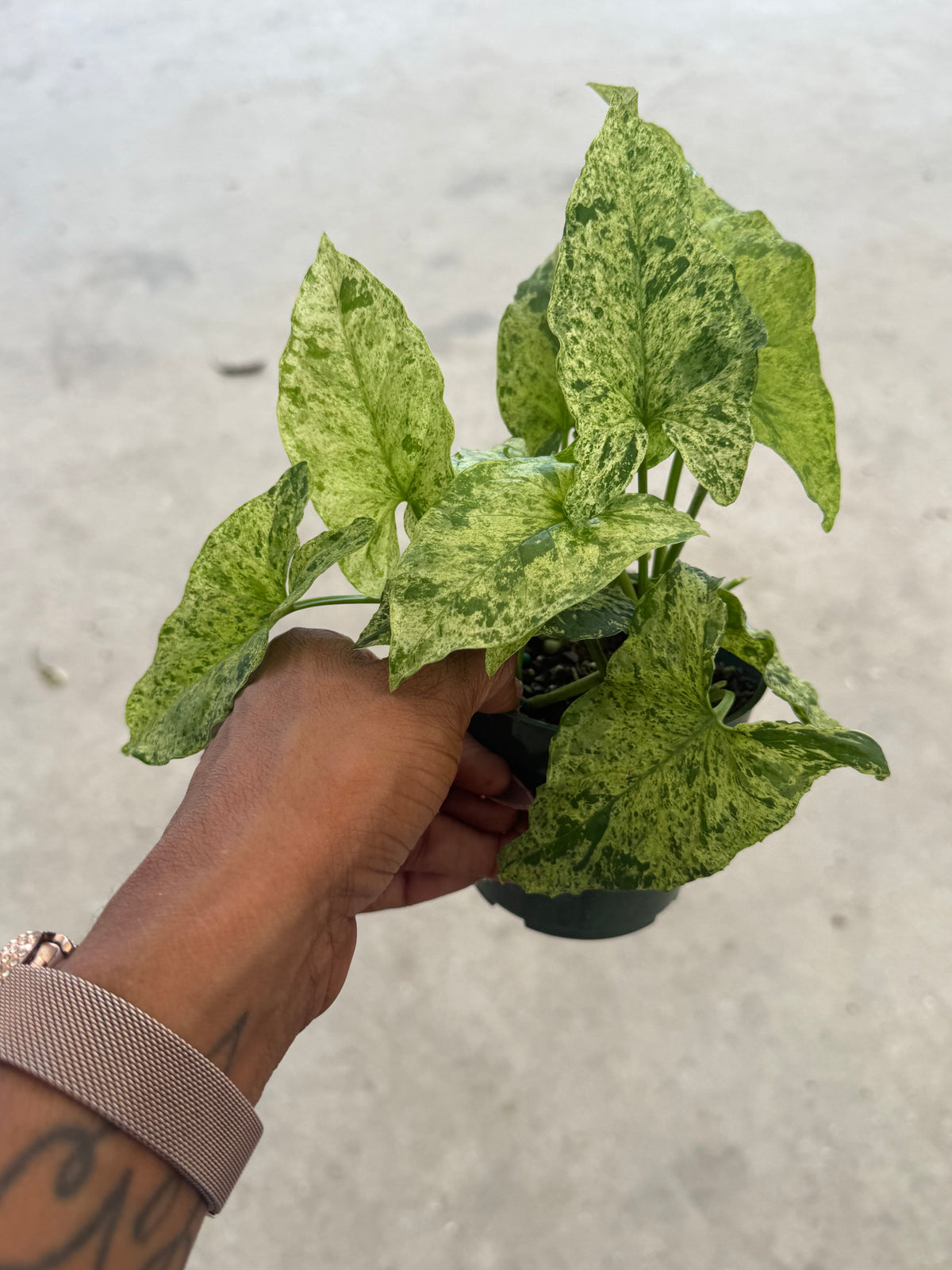 Syngonium Mottled Mojito