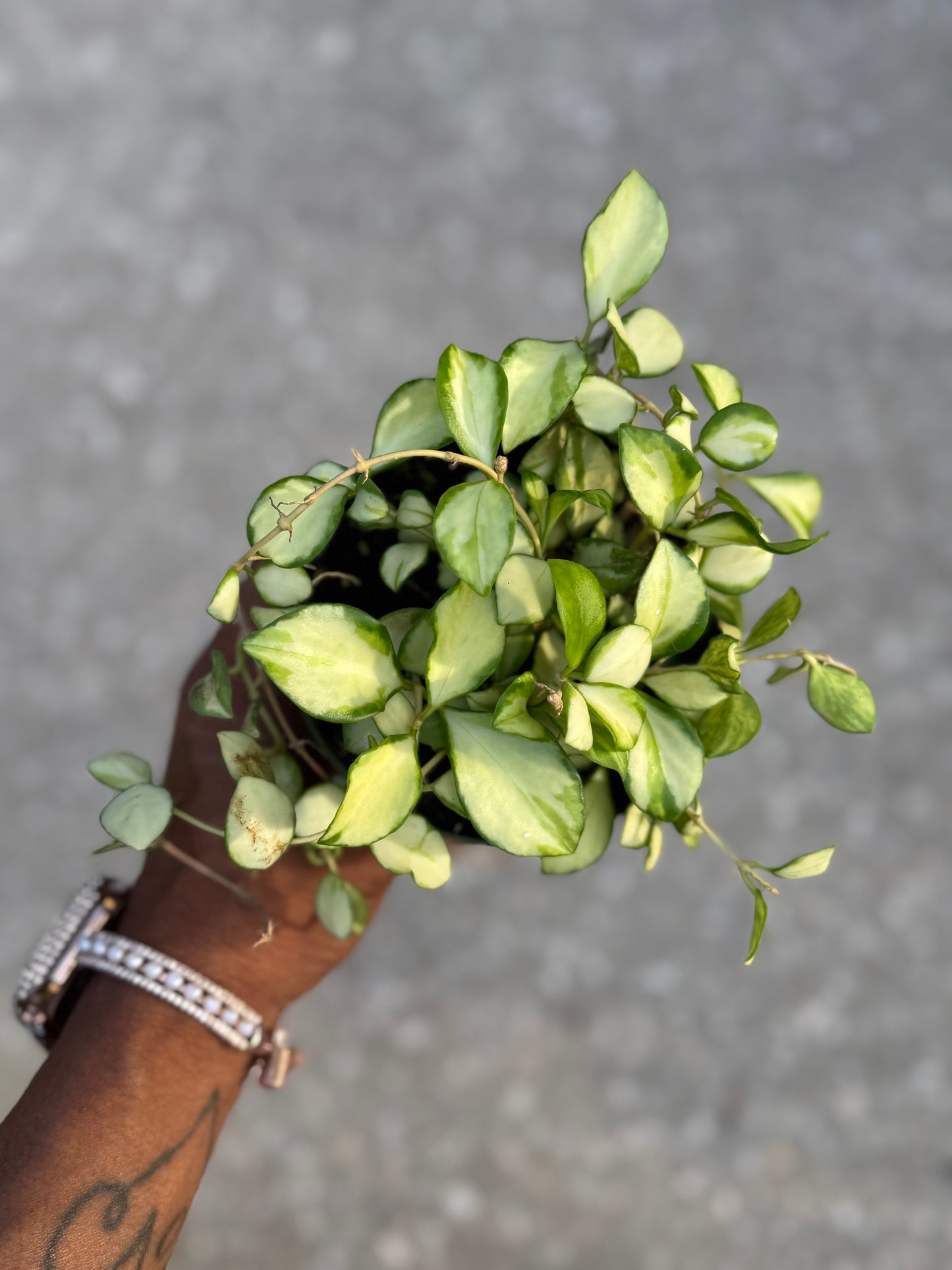 Hoya Heuschkeliana Variegata