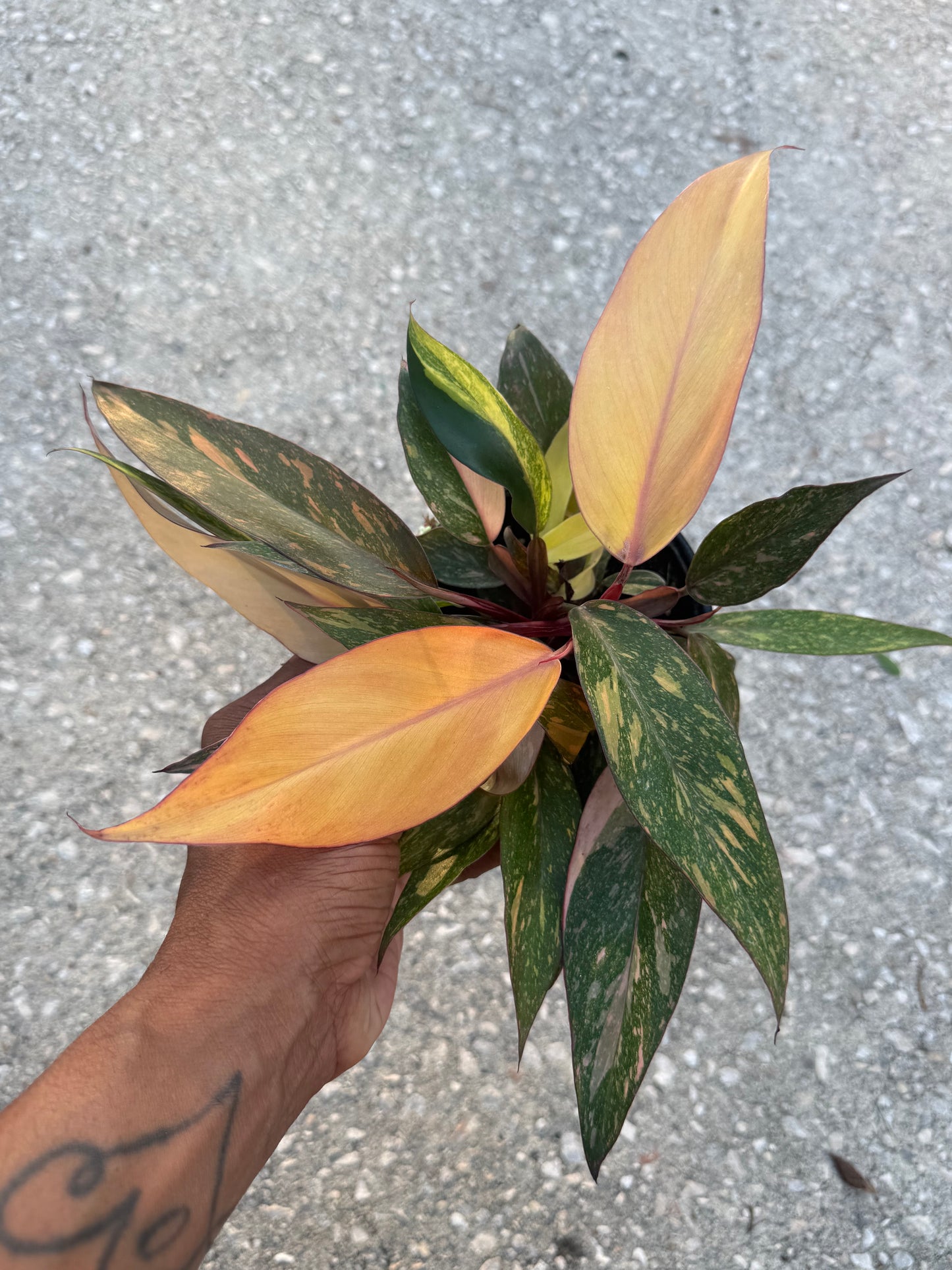 Philodendron Orange Princess Marble