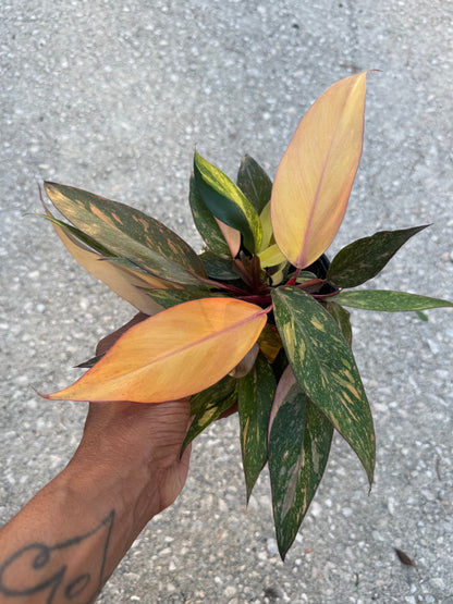 Philodendron Orange Princess Marble
