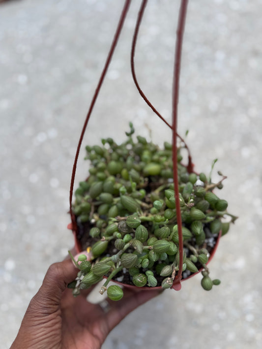 Senecio herreanus - String of Watermelons