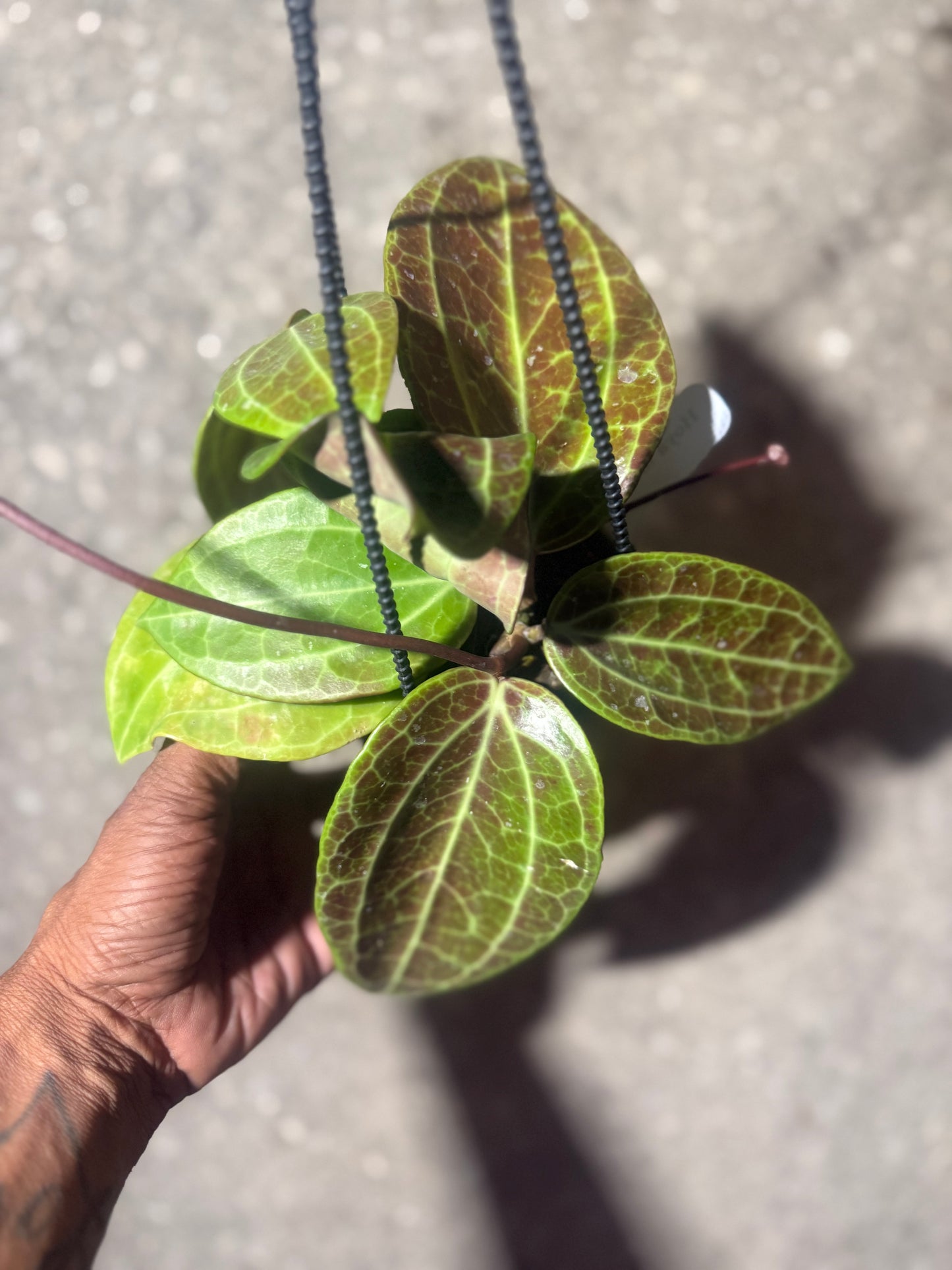 Hoya Latifolia Sarawak