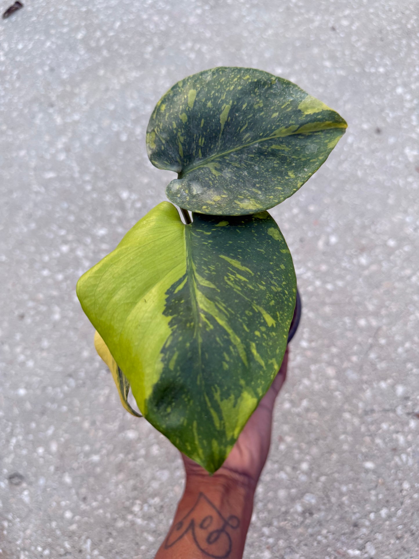 Monstera Electrolyte