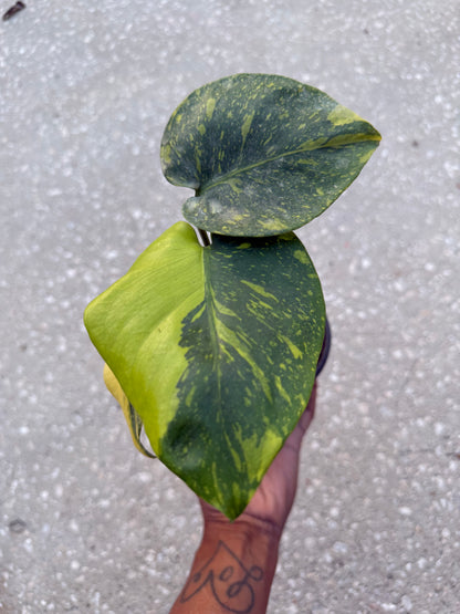 Monstera Electrolyte