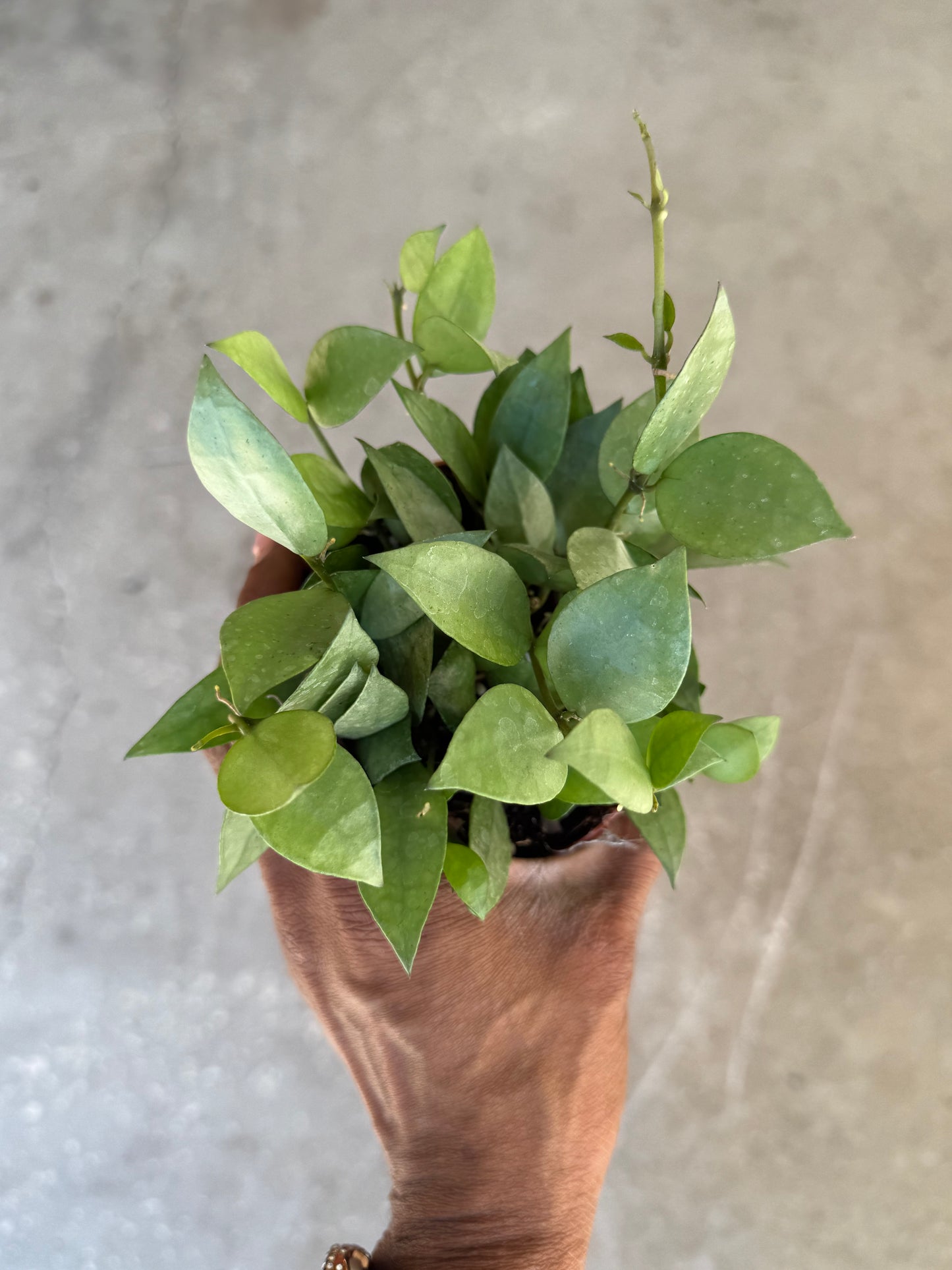 Hoya Krohiana Super Silver