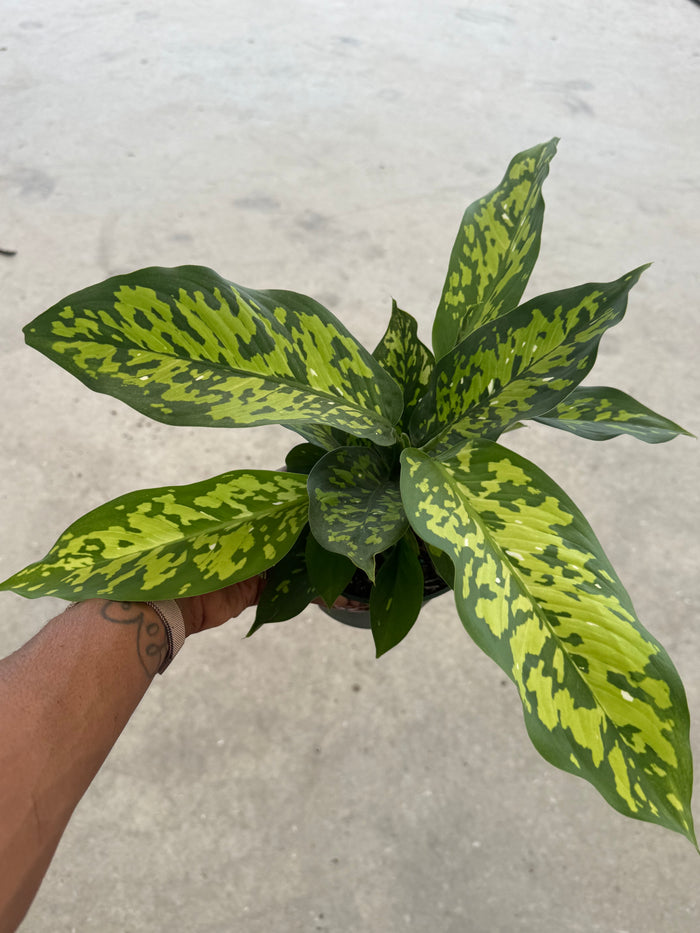 Dieffenbachia 'Cheetah'