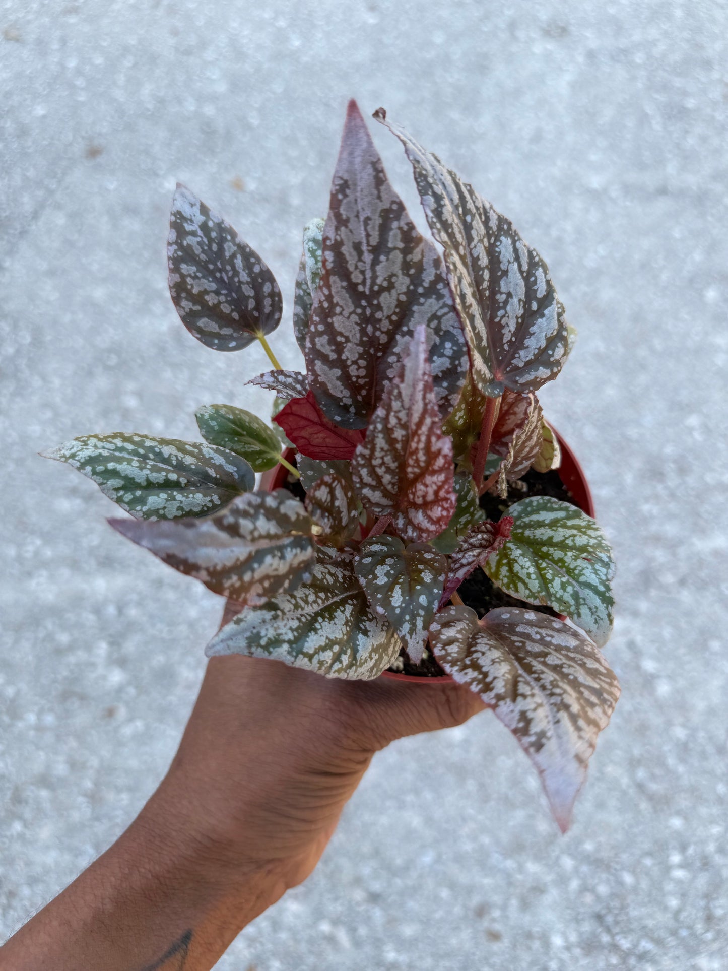 Begonia Rex ‘Jolly Silver’
