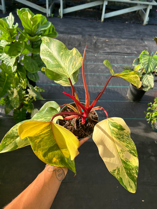 Philodendron Strawberry Shake