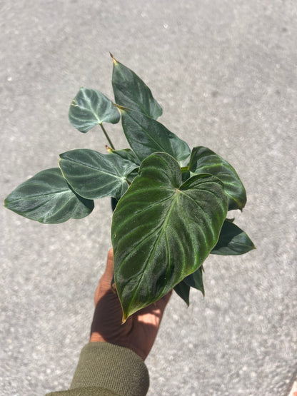 Philodendron 'Verrucosum'