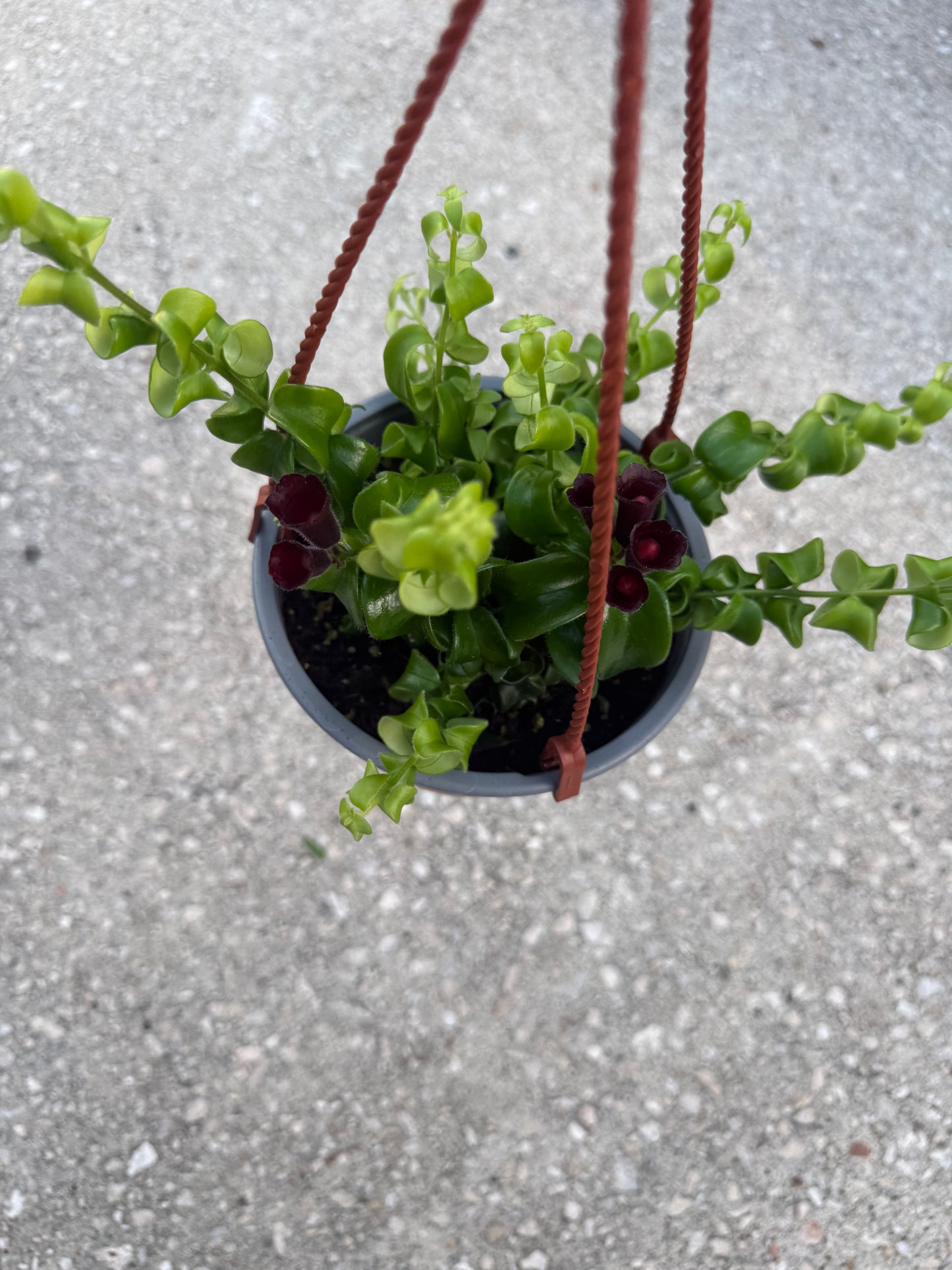 Aeschynanthus twisted lipstick
