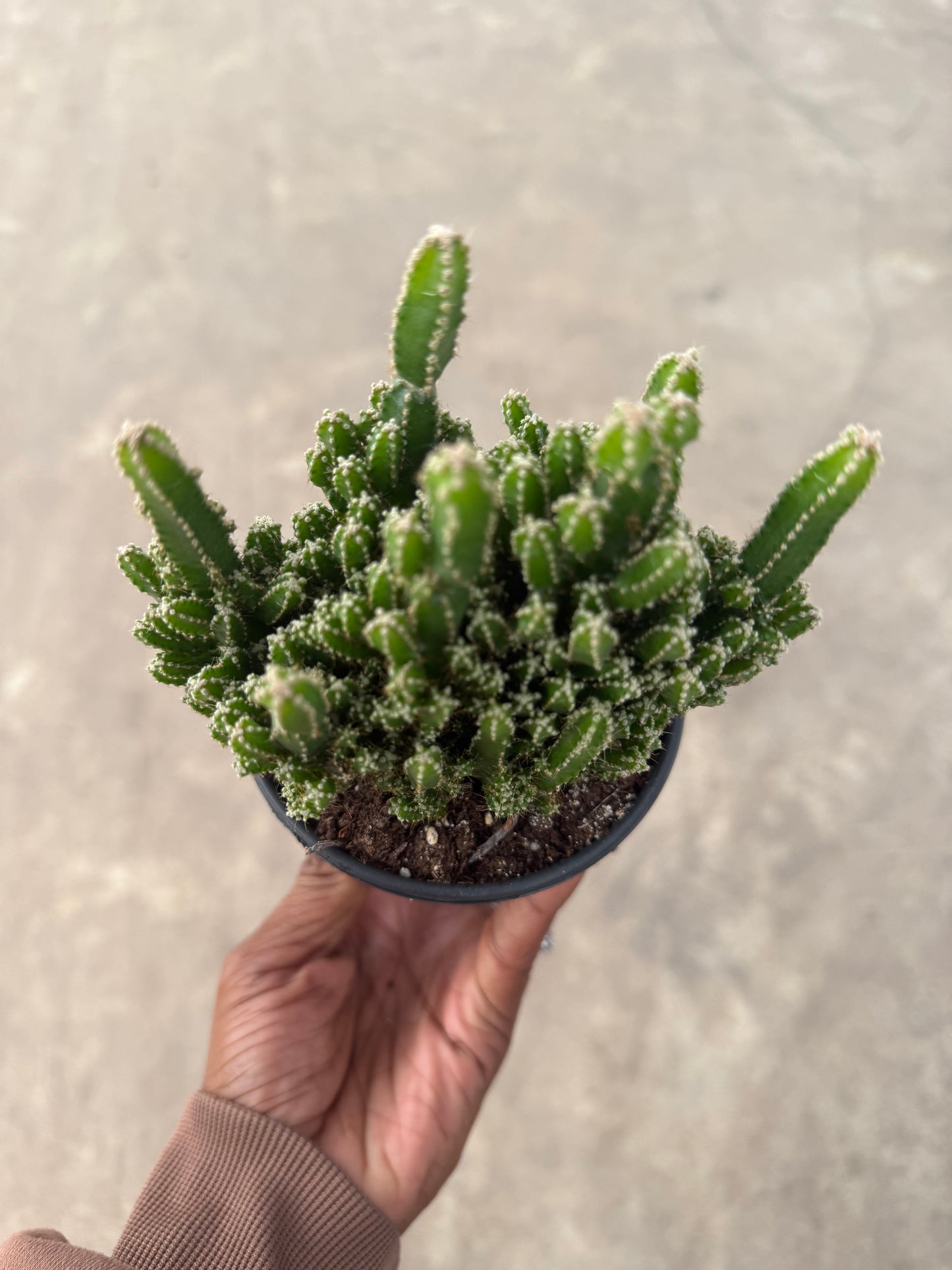 Acanthocereus Tetragonus 'Fairy Castle Cactus'