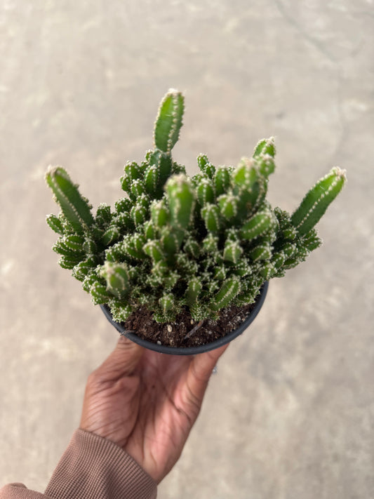 Acanthocereus Tetragonus 'Fairy Castle Cactus'