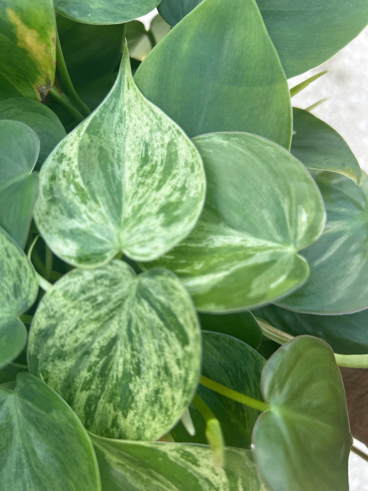 Philodendron 'Cordatum Heartleaf' Variegated