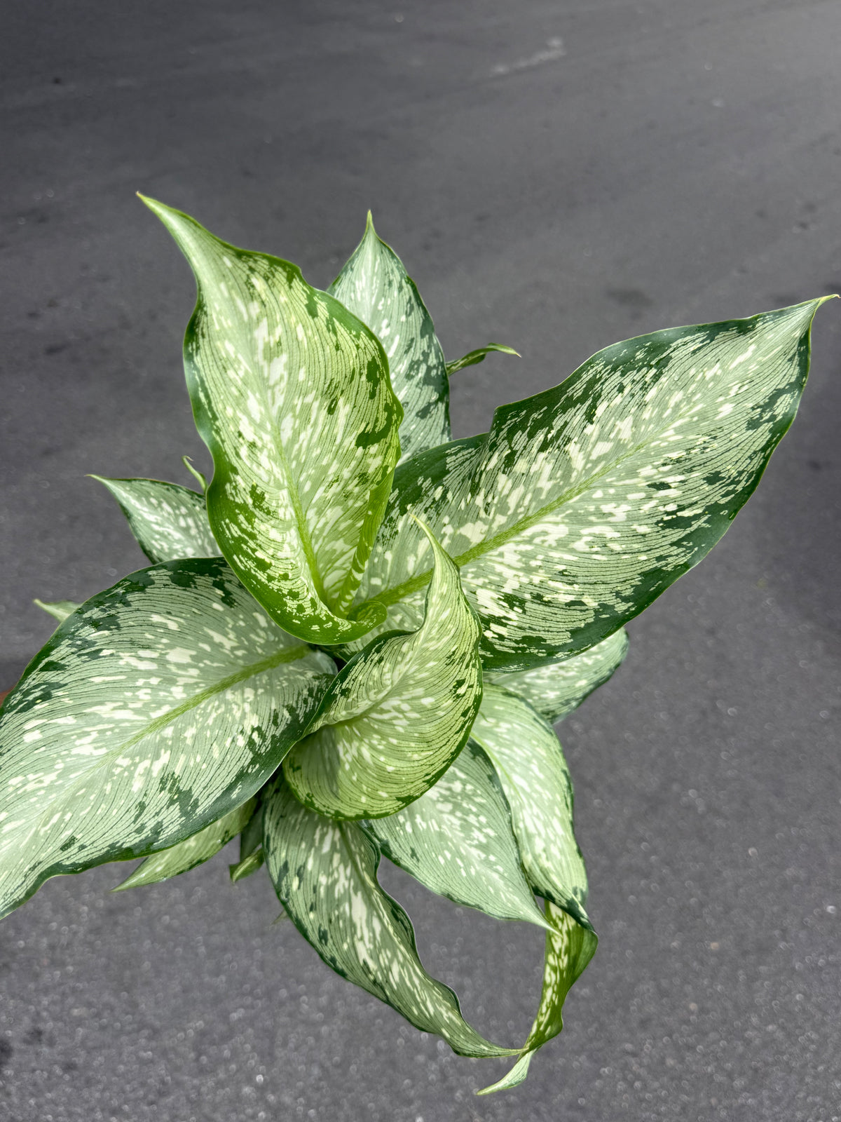 Dieffenbachia Tiki