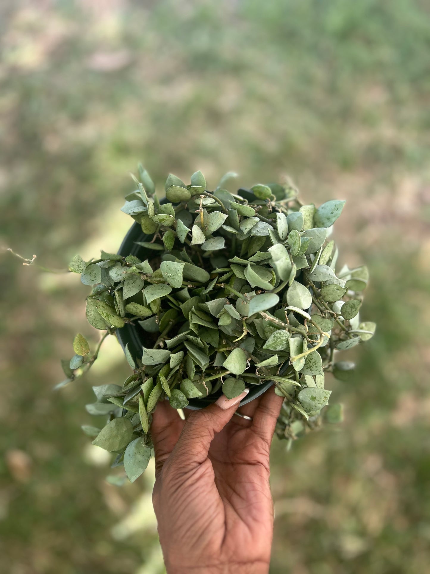 Hoya Krohiana Eskimo