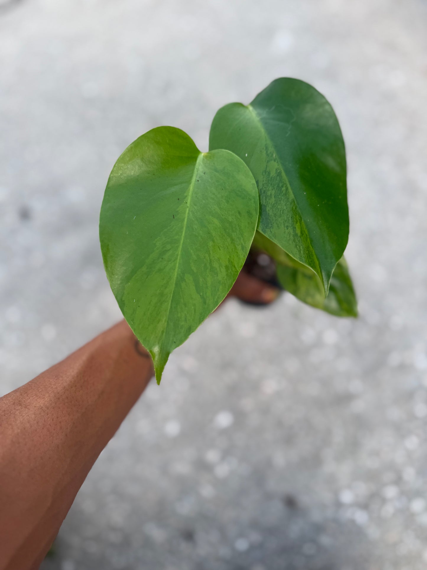 Monstera Deliciousa Aurea