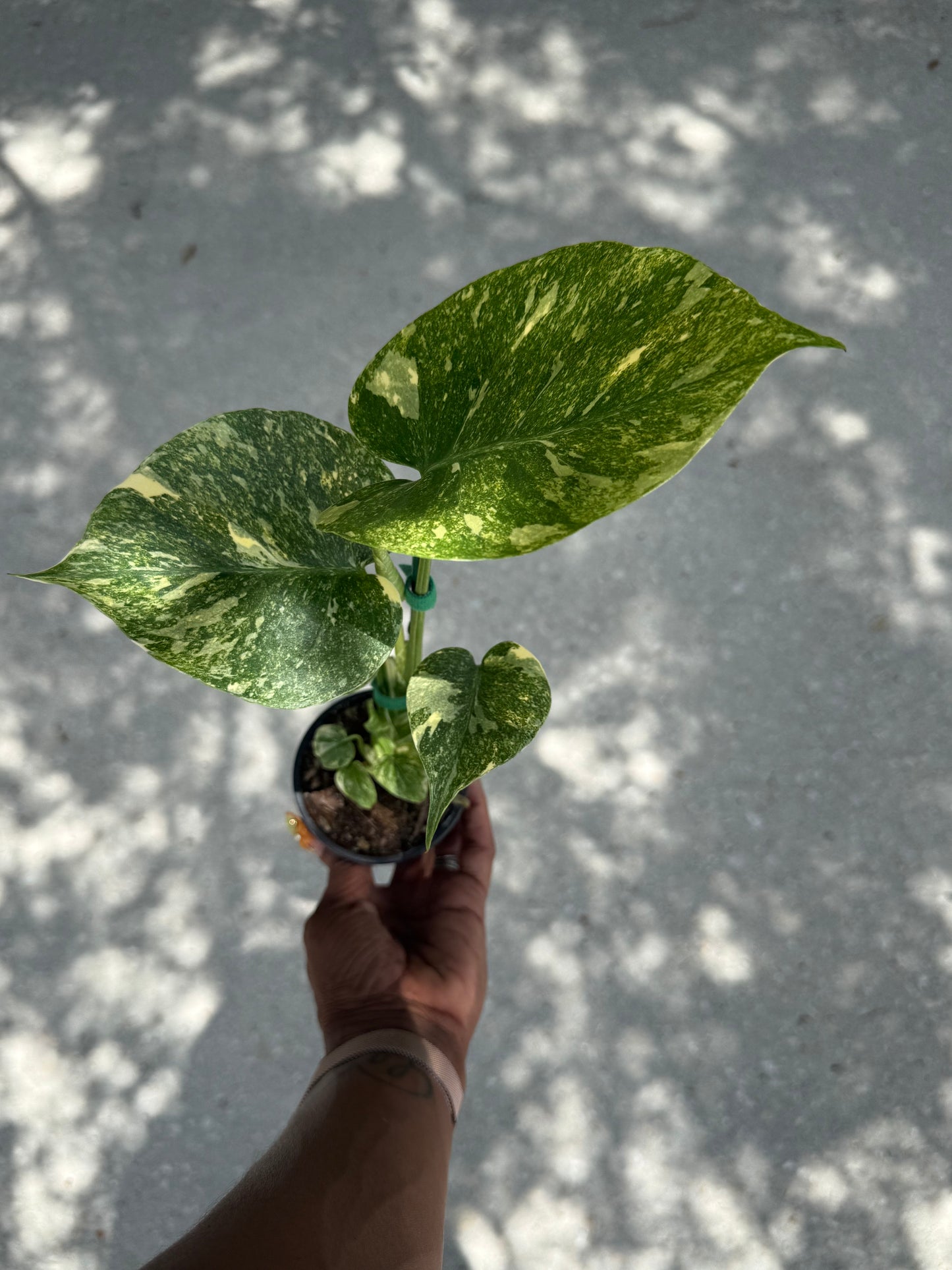 Monstera Legacy