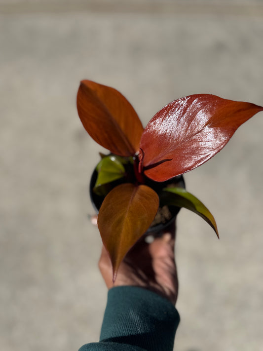 Philodendron Cherry Red