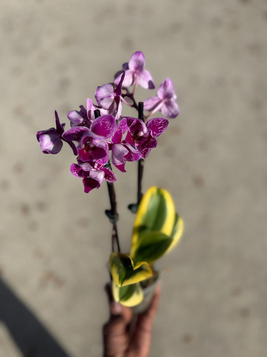 Variegated phalaenopsis orchid