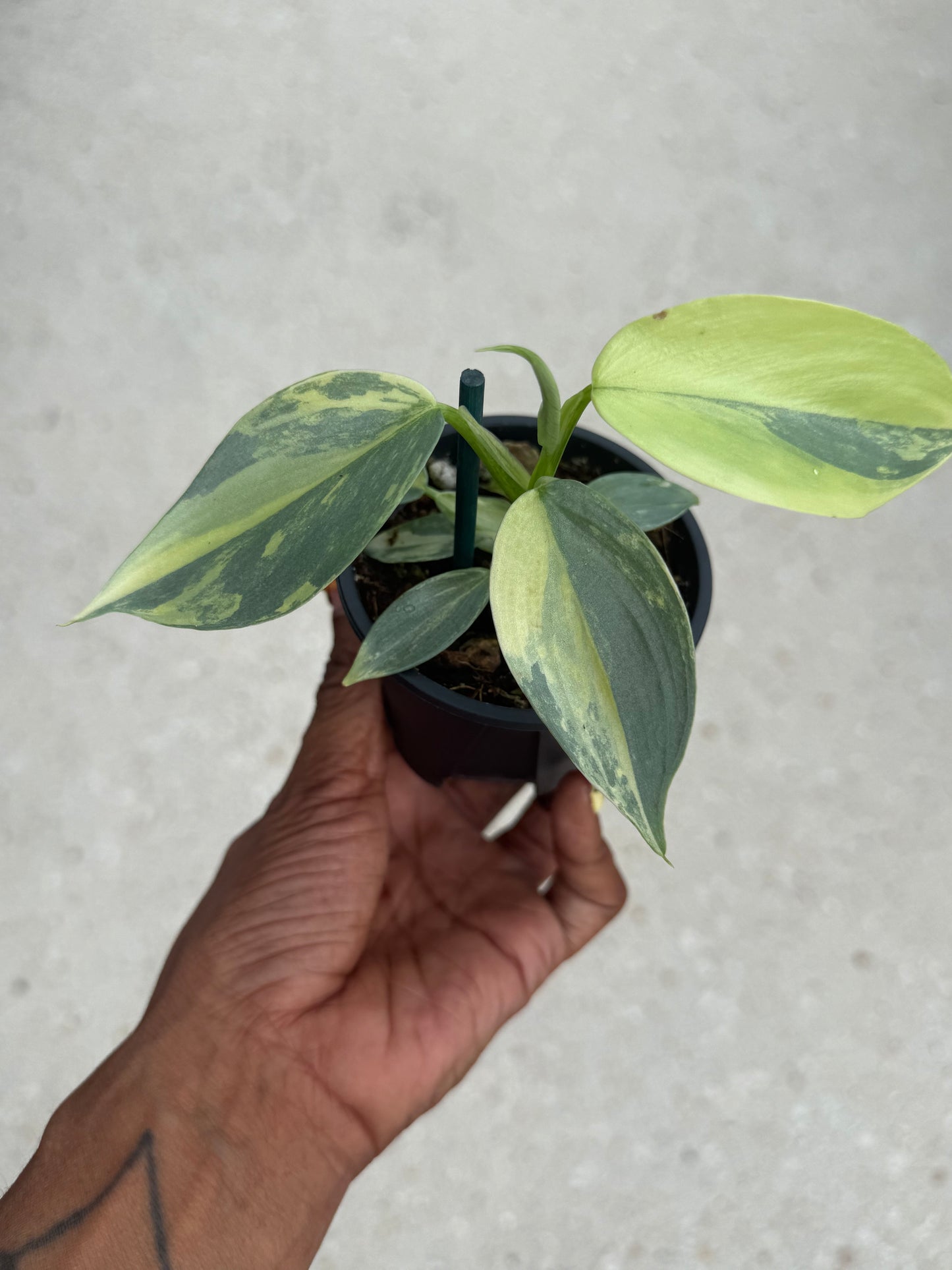 Philodendron Silver Sword Variegated