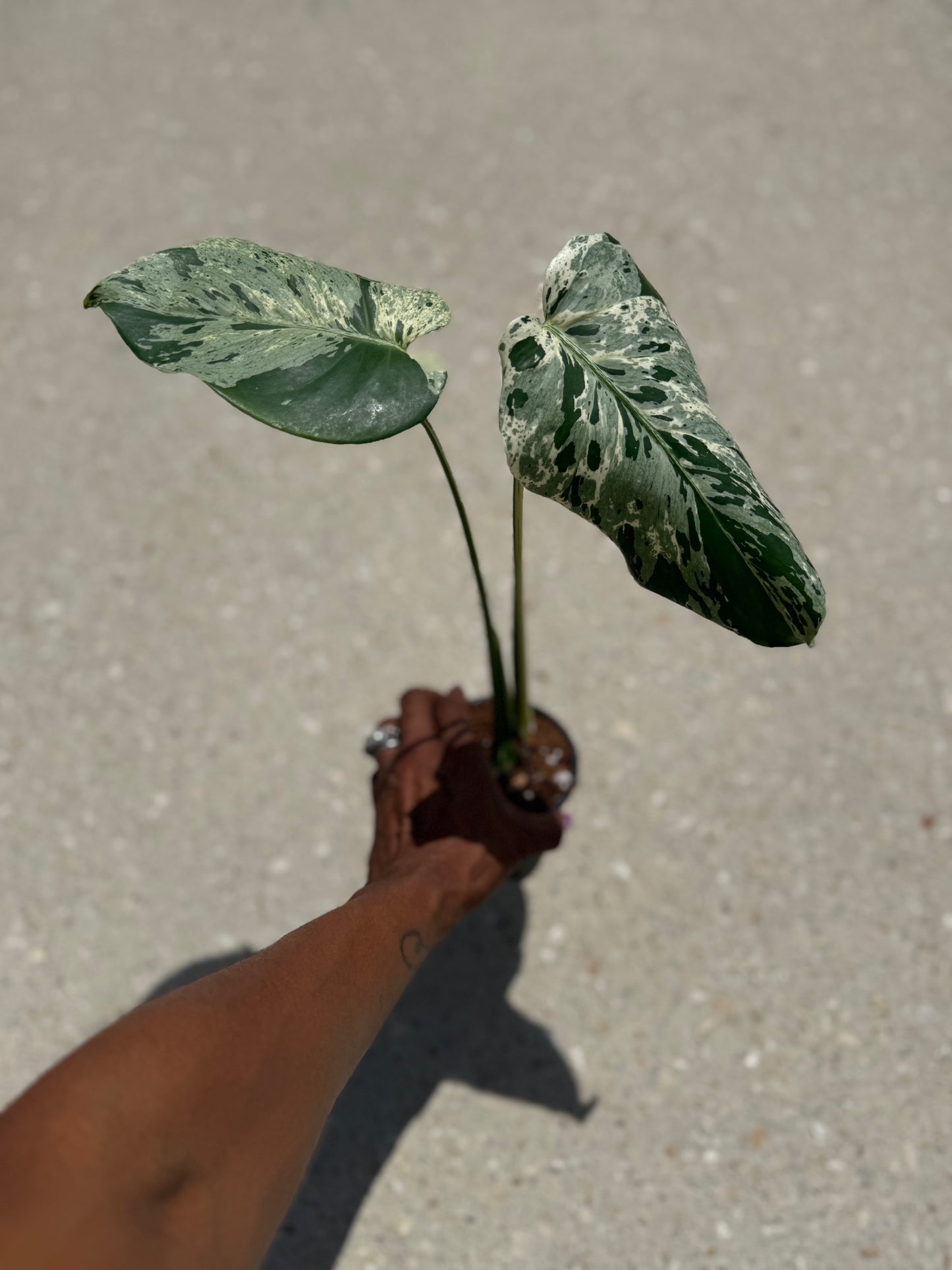 Monstera Vietciosa