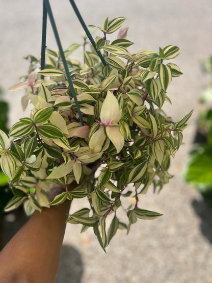 Tradescantia 'Tri-color'