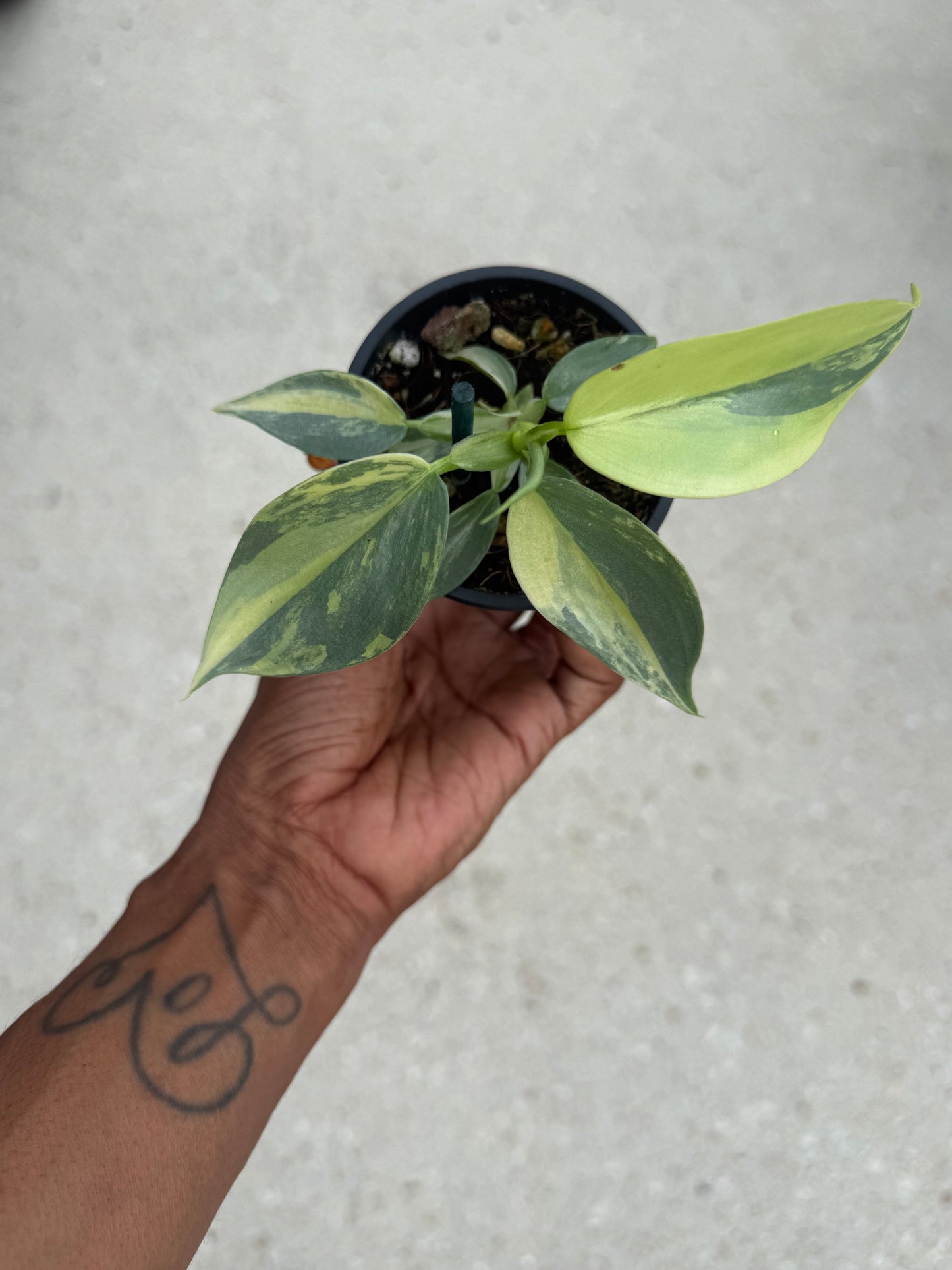 Philodendron Silver Sword Variegated