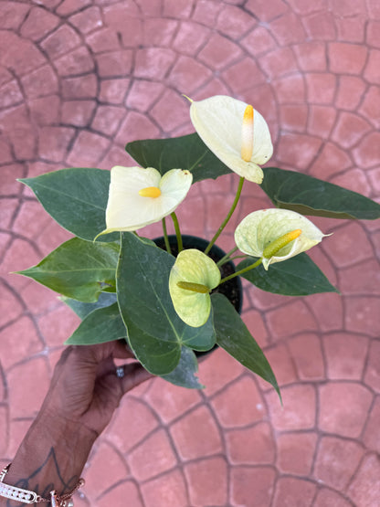 Anthurium 'Vanilla'