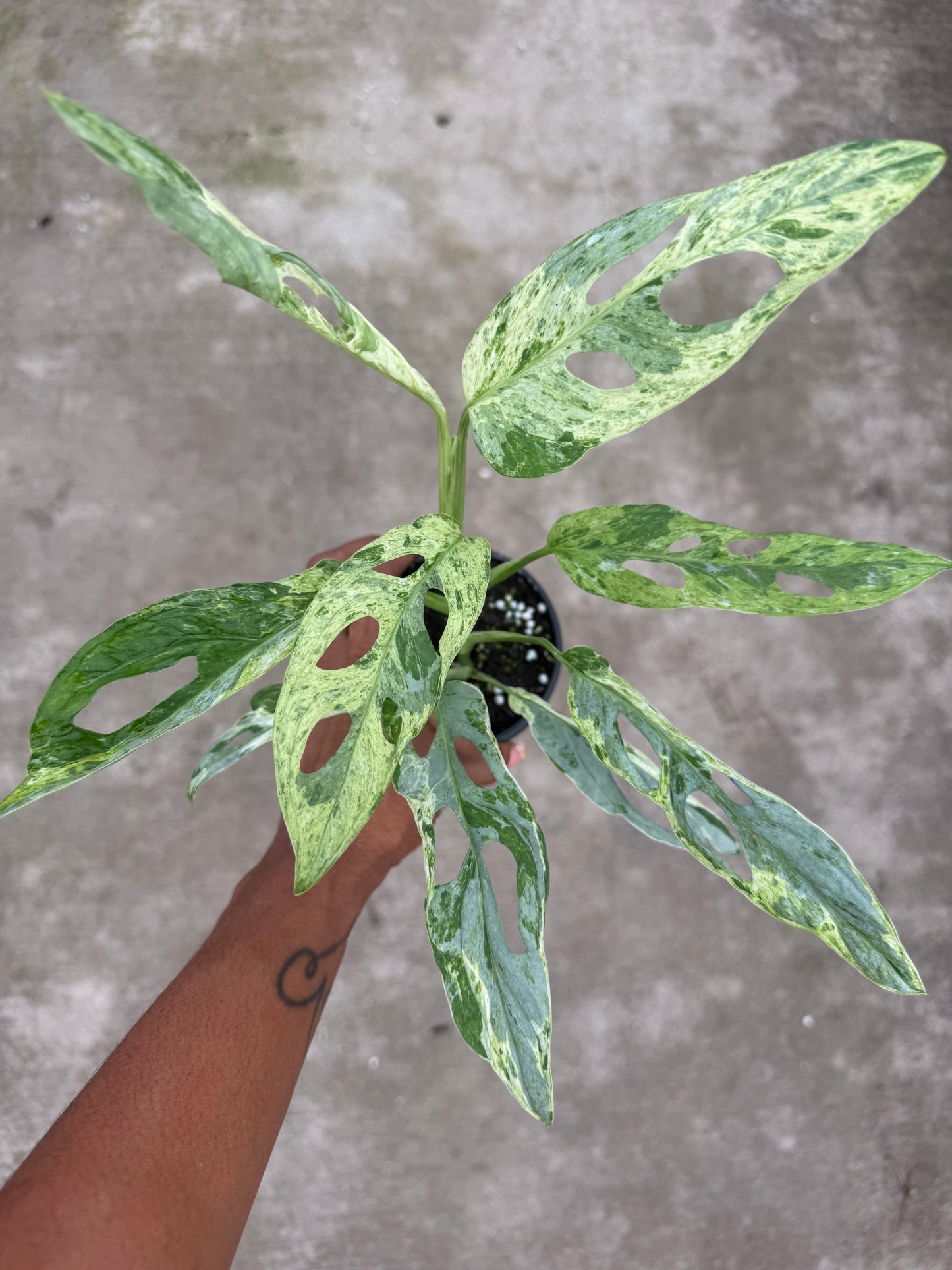 Monstera Adansonii Giant Variegated