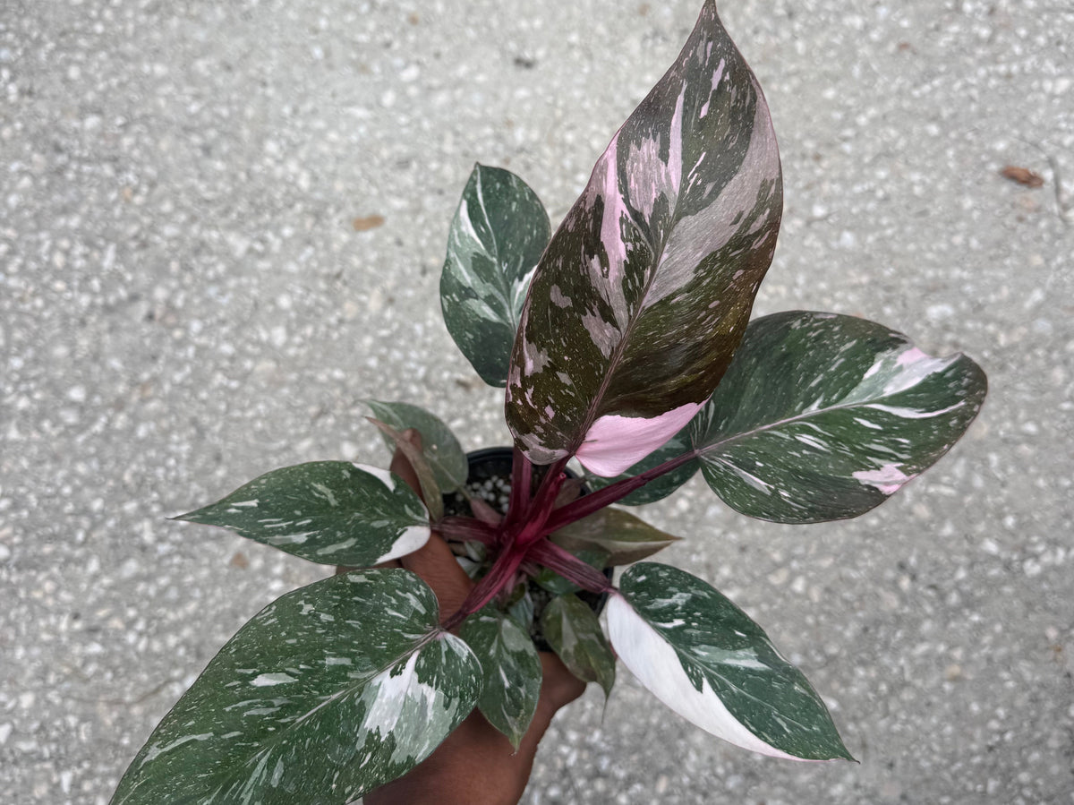 Philodendron Pink Princess Galaxy