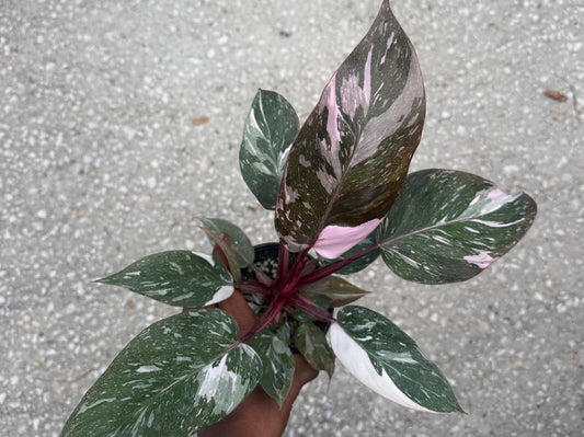 Philodendron Pink Princess Galaxy