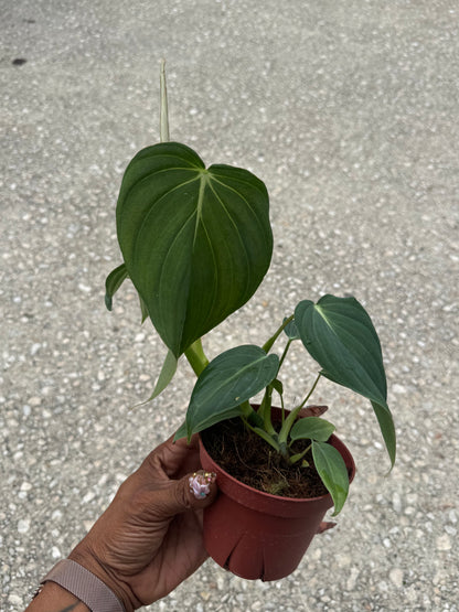 Philodendron 'Glorious'