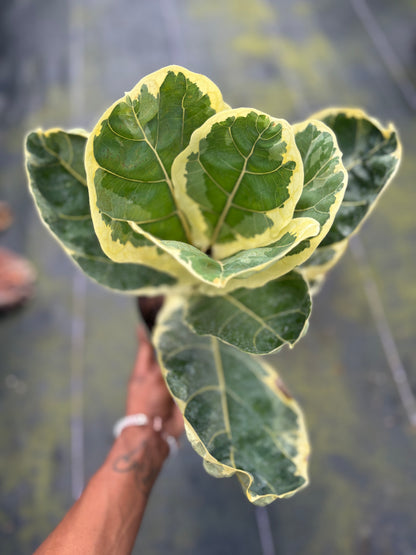 Ficus Lyrata Variegated 'Fiddle Leaf Fig'