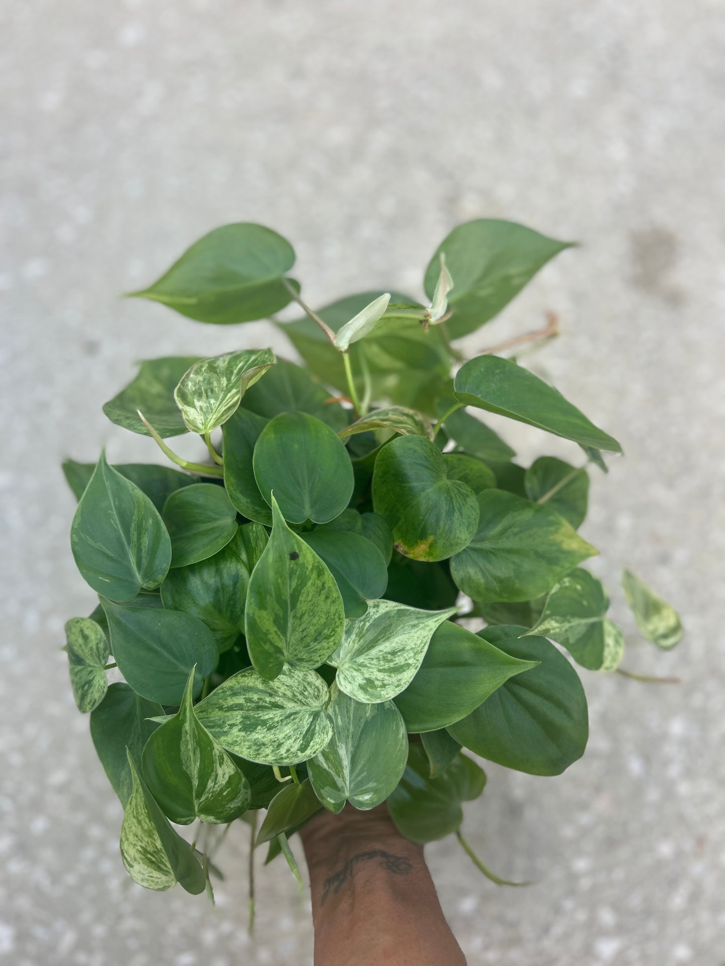 Philodendron 'Cordatum Heartleaf' Variegated