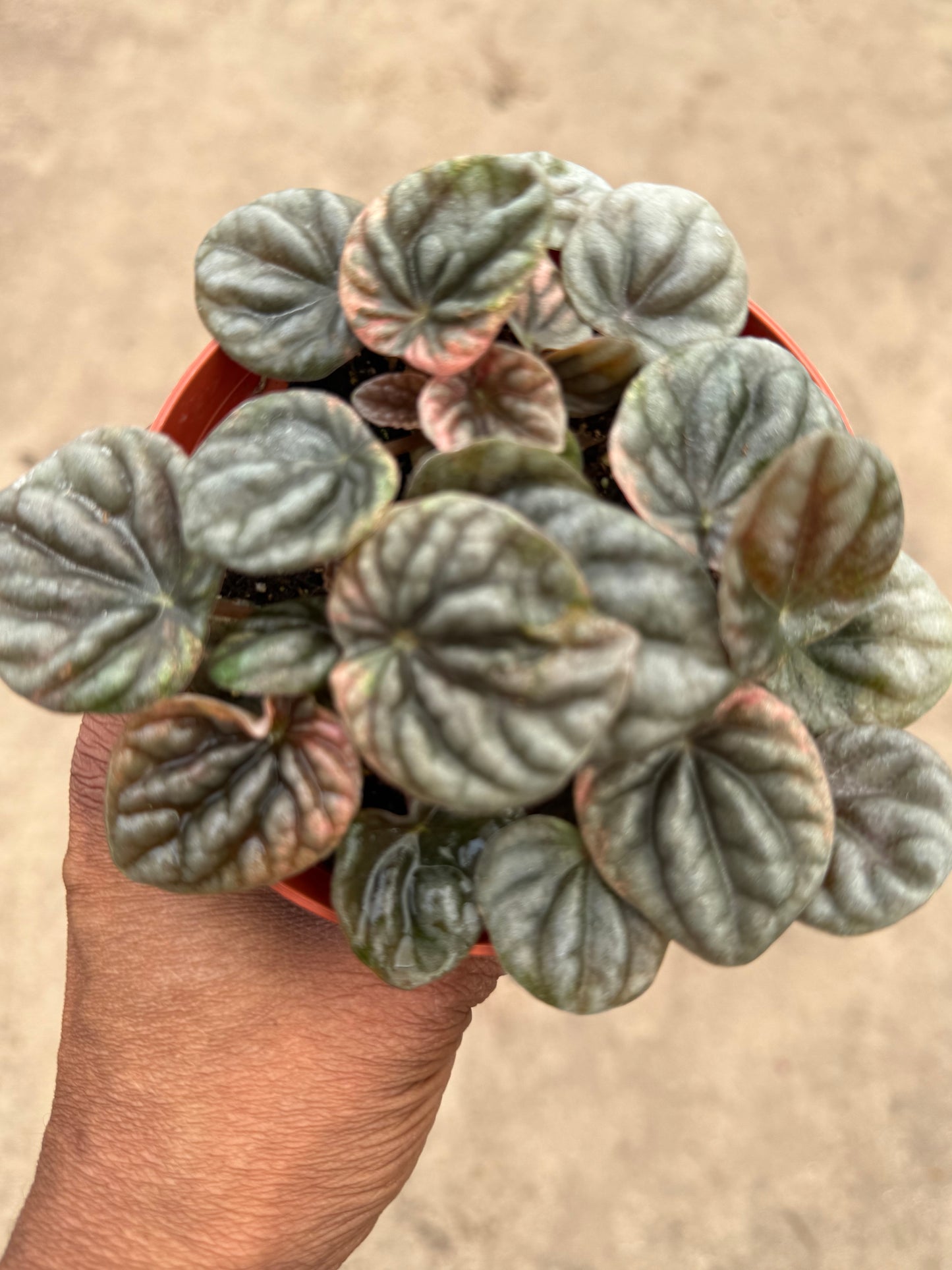 Peperomia Abrico