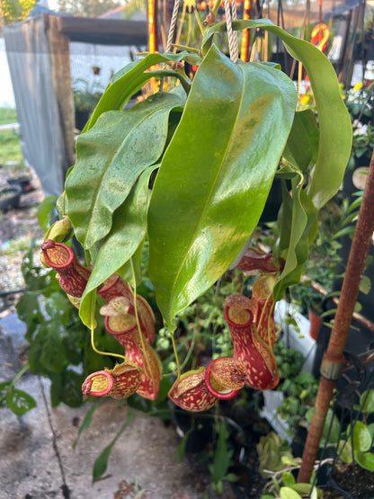 Pitcher plant-Nepenthes Gaya