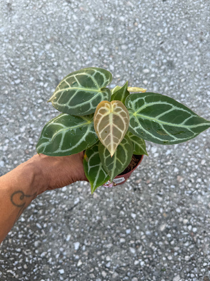 Anthurium Crystallinum 'Silver Tiger'